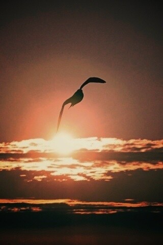 Морская чайка обои