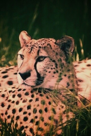 Два изящных гепард в природе обои