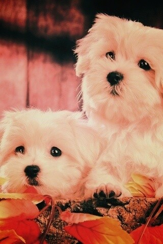 Два белых и пушистых пёсика  обои