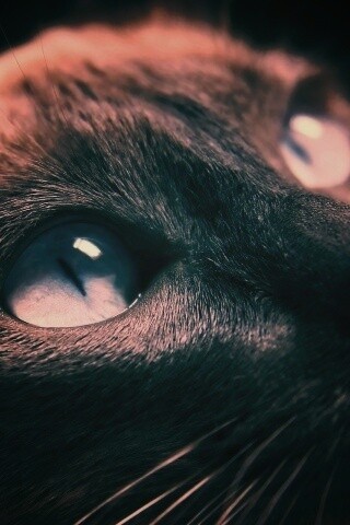 Кот с голубыми глазами обои