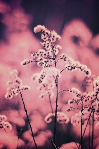 Сиреневые цветы обои