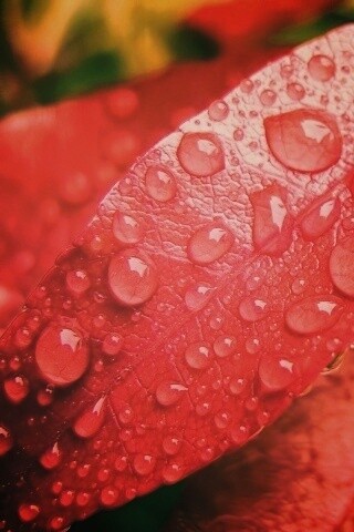Капли росы на красных листьях обои