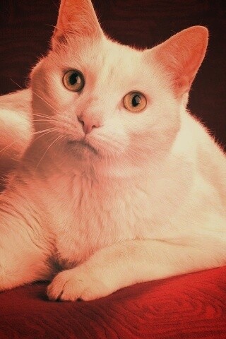 Белой кот на красном диване обои