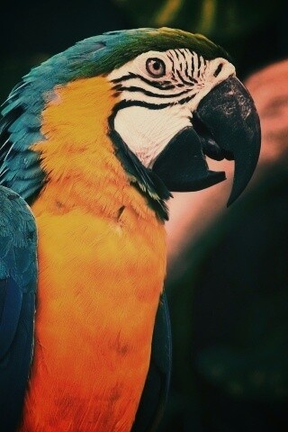 Разноцветынй попугай обои