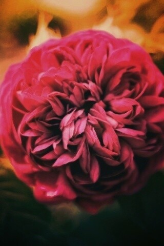 Клевер крупным планом обои