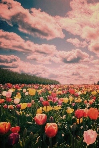 Поле тюльпанов обои