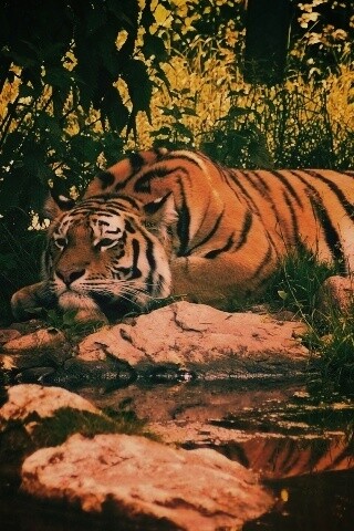 Тигр отдыхает обои