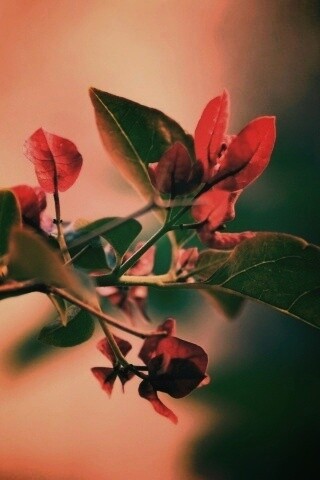 Разноцветные листья обои