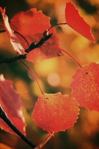 Красные листья обои