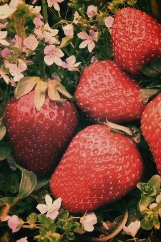 Клубника обои