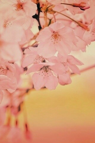 Цветение вишни обои