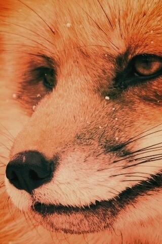 Морда рыжей лисы обои
