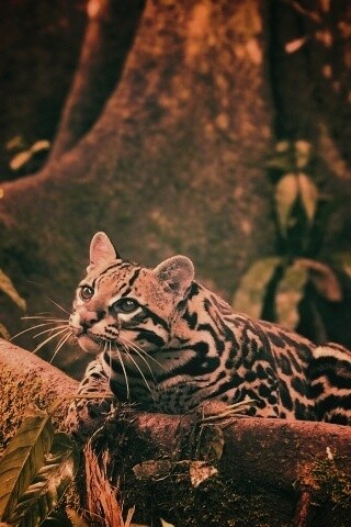 Оцелот обои