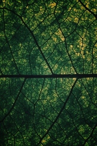 Свечение зеленого листа в макро обои