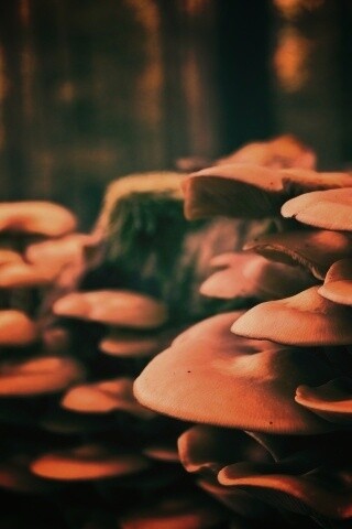 Лесные грибы на пне обои