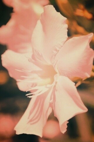 Эухарис, амазонская лилия обои