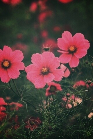 Яркие розовые цветы обои