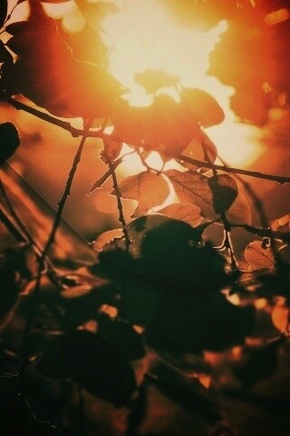 Солнце пробивается сквозь листву обои