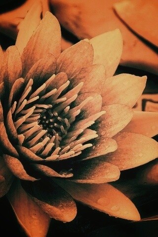 Кувшинка обои