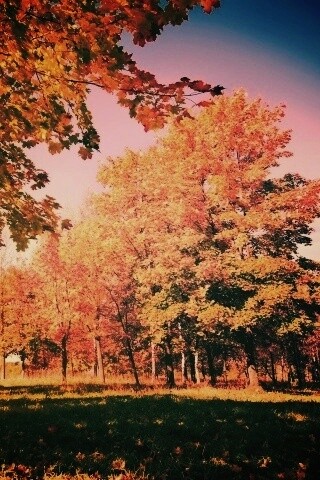 Осень в лесу обои