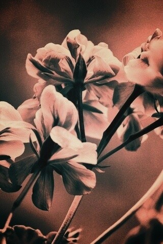 Чёрно-белое фото цветов обои