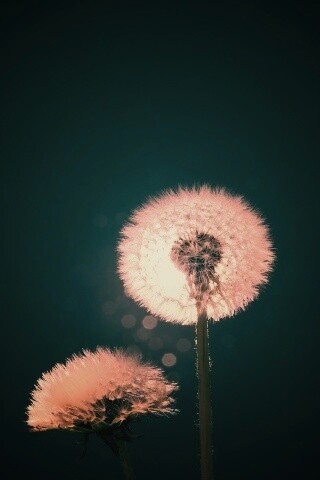 Два одуванчика обои