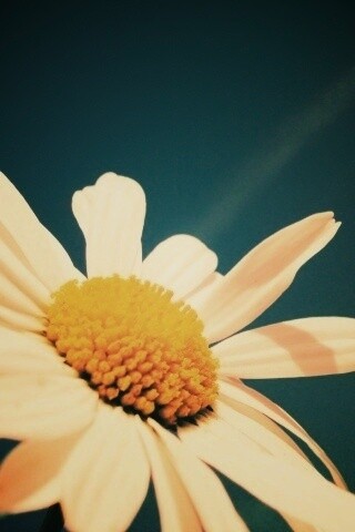 Ромашка на фоне синего неба обои