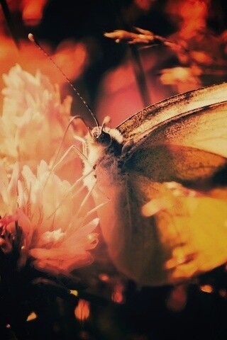 Бабочка на цветке обои
