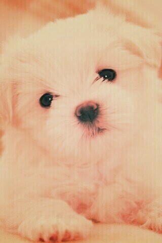 Щенок мальтийской болонки обои