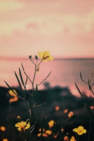 Мелкие жёлтые цветы обои