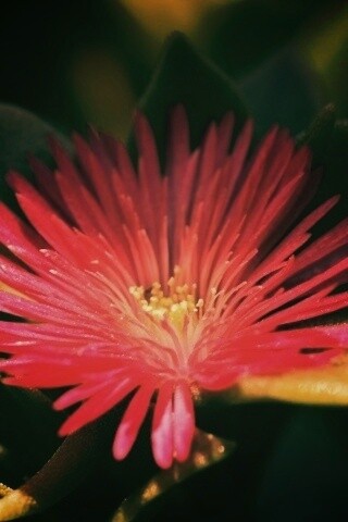 Чудесный цветок обои