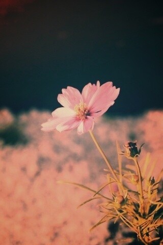 Полевой цветок обои