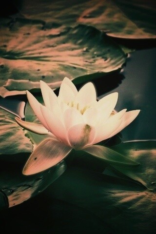 Кувшинка обои