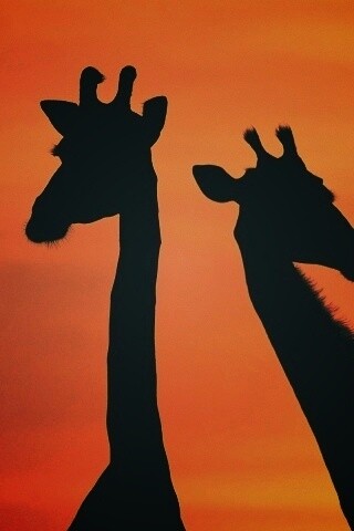 Три силуэта жирафов на фоне неба обои