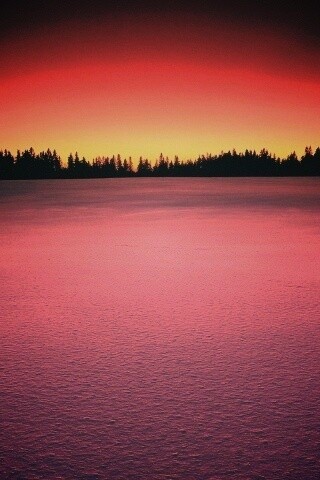 Восход над заснеженным лесом обои