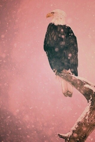 Орлы на ветке в снегопад обои