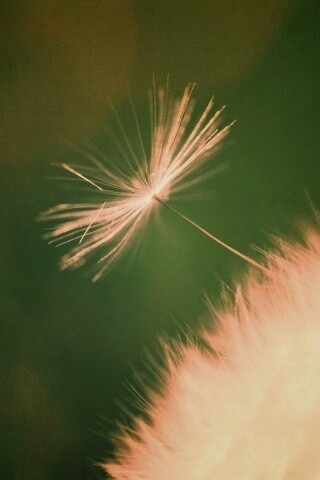 Пушинка одуванчика обои