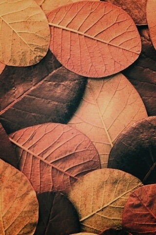 Лиственный узор обои