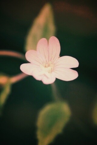 Маленький цветок в макро обои