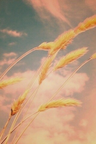 Колосья обои