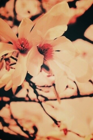 Цветы вишневого дерева обои