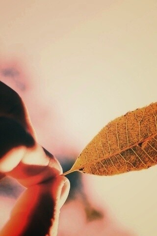 Листик в пальцах обои