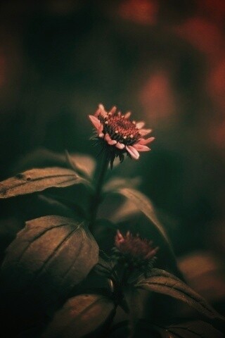 Фотография цветка обои