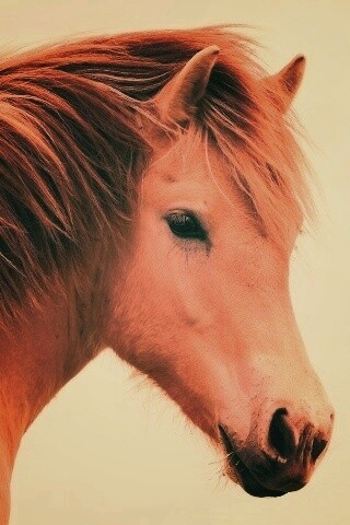 Гривастый конь обои