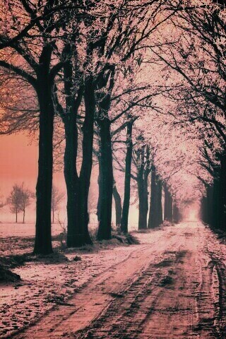 Морозное утро обои