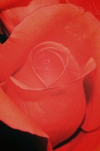 Бутон розы обои