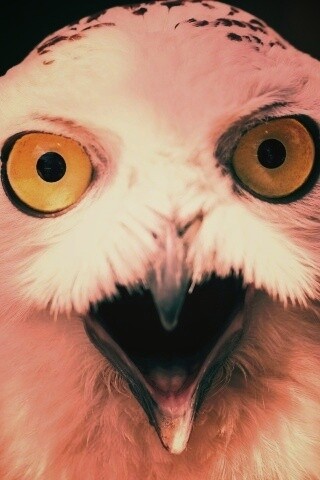Сова в шоке! обои