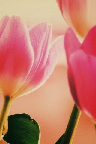 Тюльпаны обои