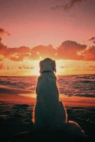 Собака наблюдающая закат на пляже обои