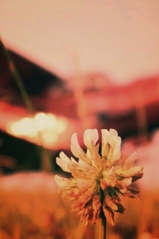 Цветок и красный самолет обои